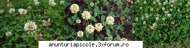 Oferta - ECHIPAMENTE APICOLE - Samanta de Trifoi Alb (Trifolium repens) - pret - VANZARI ECHIPAMENTE APICOLE