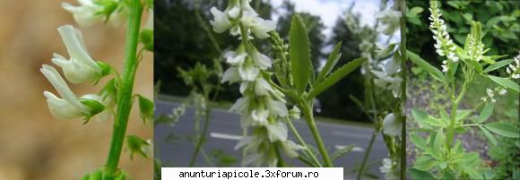 Oferta - ECHIPAMENTE APICOLE - Aici si fotografia cu Sulfina Alba 49 - Samanta - VANZARI ECHIPAMENTE APICOLE