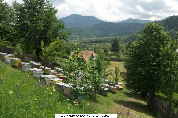 POLEN CRUD si POLEN USCAT ..BACAU - Anunt valabil ! - VANZARI PRODUSE APICOLE
