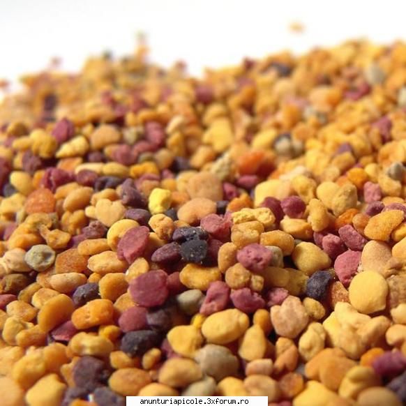 Polen - Polen calitatea I. Pret 60 lei/kg. Berceni - VANZARI PRODUSE APICOLE