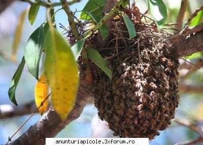 Regine selectionate - buna seara D-le lRadut. Am incercat sa va scriu - VANZARI MATERIAL BIOLOGIC