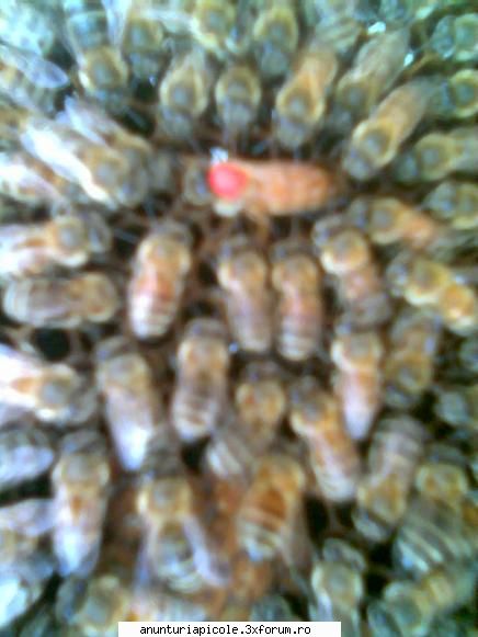 Regine selectionate - ALBINEL 1984 - VANZARI MATERIAL BIOLOGIC