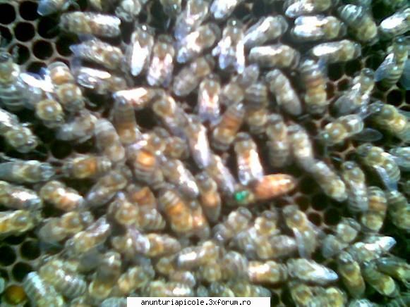Regine selectionate - ALBINEL 1984 - VANZARI MATERIAL BIOLOGIC