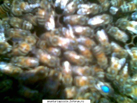 Regine selectionate - nu pierde timpul...ponteaza matca carnica in roi - VANZARI MATERIAL BIOLOGIC