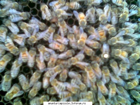 Regine selectionate - generatia 2011 marca RADUT, roi artificial cu - VANZARI MATERIAL BIOLOGIC