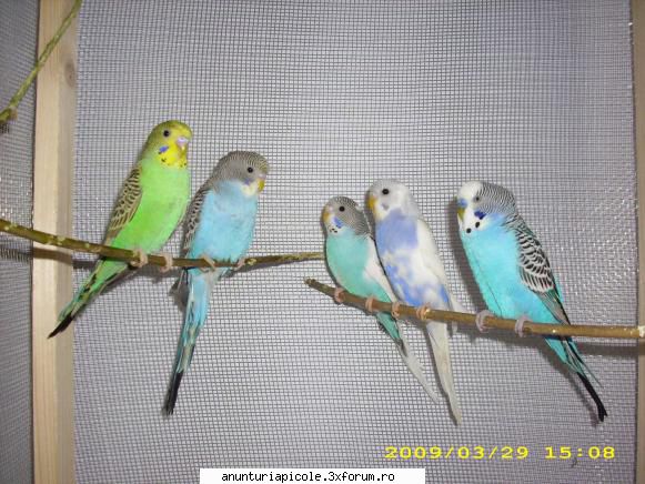 Schimb - Cipri S - SCHIMBURI DIVERSE