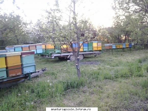 Stupi noi Giurgiu - Lili Zlate - VANZARI ECHIPAMENTE APICOLE