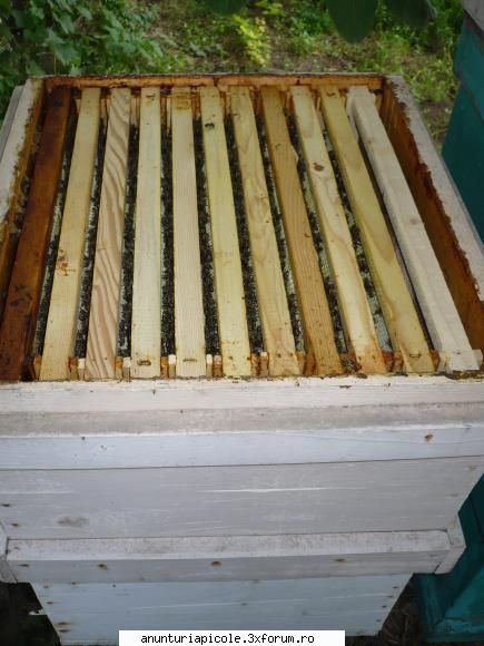 VAND MIERE floarea-soarelui - mihai198 - VANZARI PRODUSE APICOLE