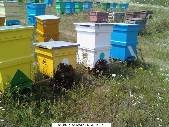 Vand 10 familii albine - Vand 10 familii de albine pe 10 rame.(fara lazi) - VANZARI MATERIAL BIOLOGIC