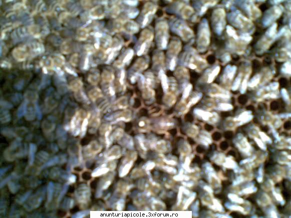 Vand 10 familii albine!! - Vand 10 familii de albine pe 10 rame cu - VANZARI MATERIAL BIOLOGIC