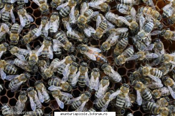 Vand 15 familii de albine pe rama normala - Vand 15 familii de albine pe rama - VANZARI MATERIAL BIOLOGIC