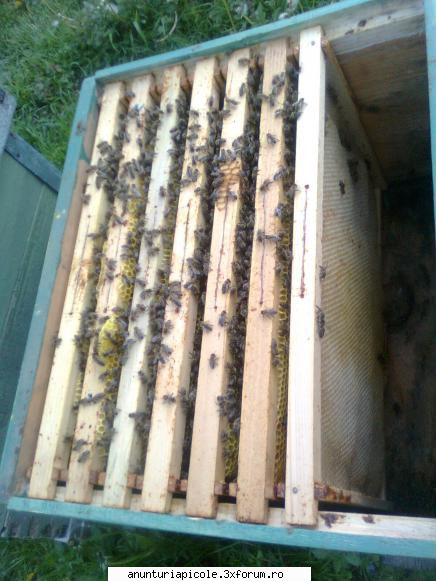 Vand 25 familii de albine in zona Pitesti. - Vand 15 familii de albine fara - VANZARI MATERIAL BIOLOGIC