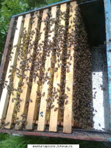 Vand 25 familii de albine in zona Pitesti. - popescutraian - VANZARI MATERIAL BIOLOGIC