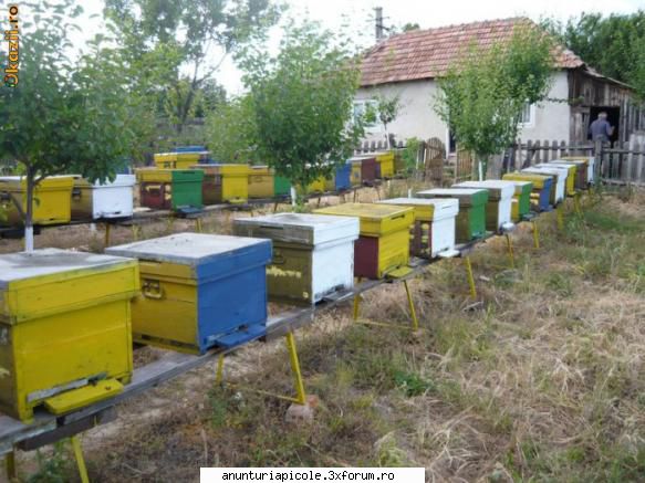 Vand Stupi cu albine - Vand 40 stupi cu albine plus lazi goale . Pret - VANZARI ECHIPAMENTE APICOLE
