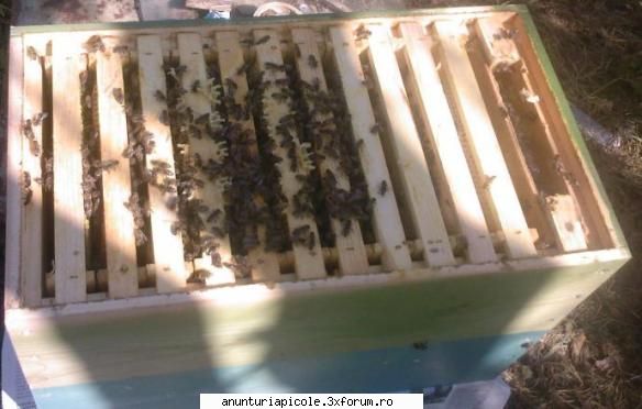 Vand matci Arges - Sa va bucurati de ele si sa aveti productie - VANZARI MATERIAL BIOLOGIC