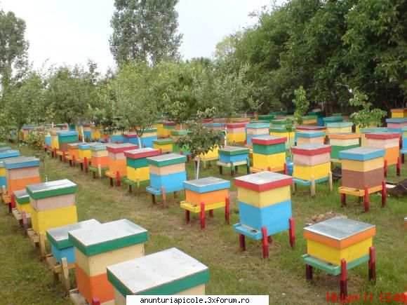 Vand miere - Vand miere poliflora-floarea soarelui,6000 - VANZARI PRODUSE APICOLE
