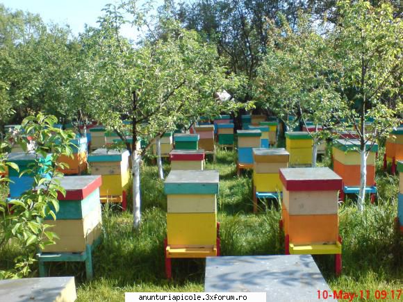 Vand miere - ChiranCornel - VANZARI PRODUSE APICOLE