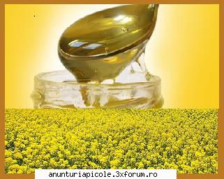 Vand miere RAPITA productie mai 2011 - Miere rapita,productie proprie mai 2011 - VANZARI PRODUSE APICOLE