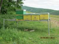 Vand remorca autoturism si palet apicol - Paletul apicol in camp,cu stupii pe - VANZARI - CUMPARARI AUTO