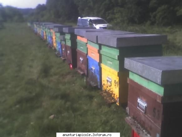 Vand stupi - Sal'tare! Vand pana la 50 de stupi pe 12 rame - VANZARI ECHIPAMENTE APICOLE