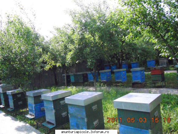 Vanzare familii albine - Vand 35 familii puternice de albine sanatoase ,cu - VANZARI MATERIAL BIOLOGIC