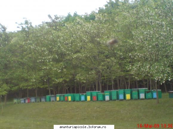borcane miere si sticlute propolis - adresa de contact: VIOREL RUSU, LOC CLUJ - VANZARI ECHIPAMENTE APICOLE