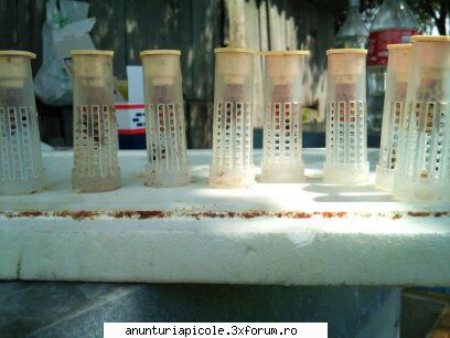 cumpar matci 2012 - uite si alt secret - CUMPARARI MATERIAL BIOLOGIC
