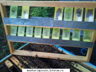 cumpar matci 2012 - si altul daca mai vrei sa te delectezi - CUMPARARI MATERIAL BIOLOGIC