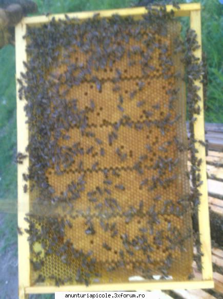 cumpar matci 2012 - un alt rezultat - CUMPARARI MATERIAL BIOLOGIC