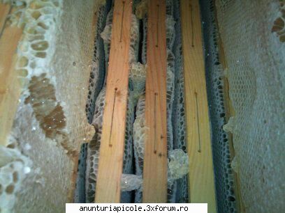 cumpar matci 2012 - sa mai cautam un rezultat - CUMPARARI MATERIAL BIOLOGIC