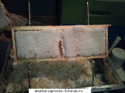 cumpar matci 2012 - si am omis o remarca si stupul se conduc de - CUMPARARI MATERIAL BIOLOGIC