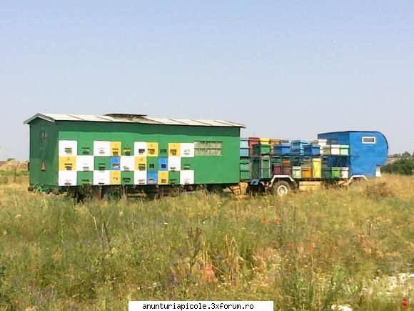 cumpar pavilion apicol - alta la floareasoarelui cu roi pe el - CUMPARARI ECHIPAMENTE APICOLE