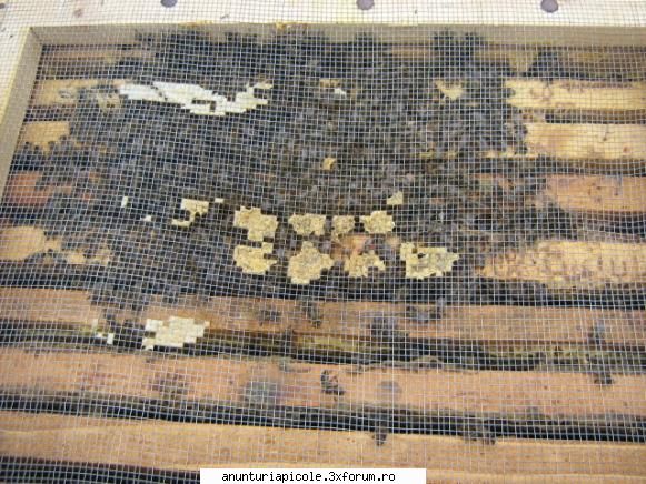 dispozitiv de colectat propolis - folositi podisor cu plasa - DIVERSE