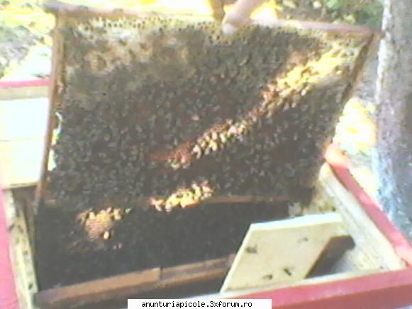familii de albine - tonyy - VANZARI MATERIAL BIOLOGIC