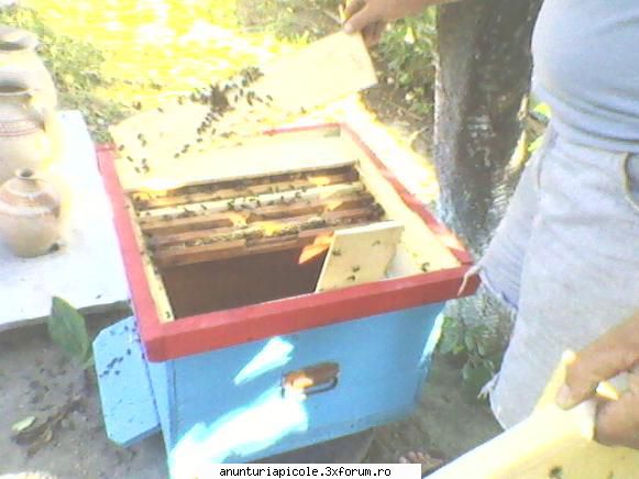 familii de albine - tonyy - VANZARI MATERIAL BIOLOGIC