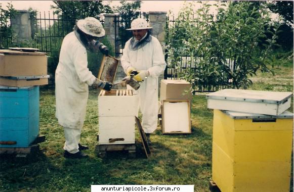 miere de albine - Vănd 50 kg miere de albine, polifloră - VANZARI PRODUSE APICOLE