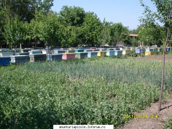 miere poliflora - vand miere poliflora de cea mai bun calitate.pret - VANZARI PRODUSE APICOLE