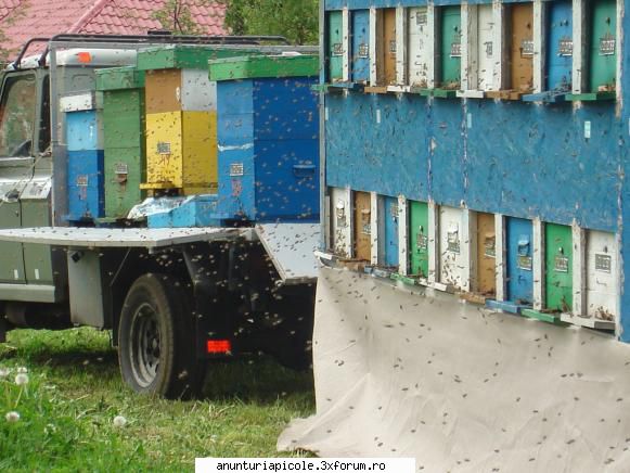 pavilion pentru 38 stupi - sorin_mob - VANZARI - CUMPARARI AUTO