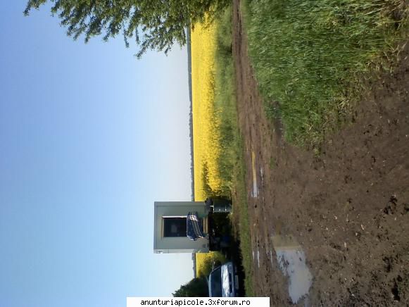 pavilon apicol nou - domokoslaszlo - VANZARI - CUMPARARI AUTO