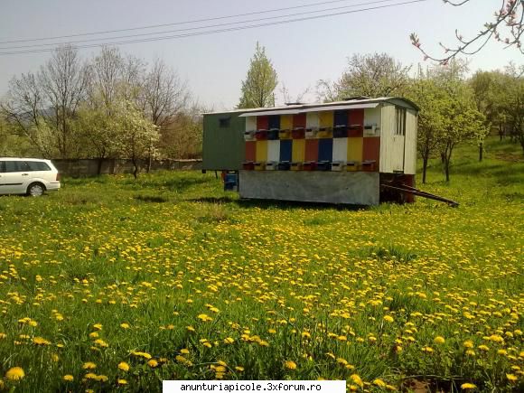 polen bio 2011 - polenul de la cires si papadie este pregatit pt - VANZARI PRODUSE APICOLE