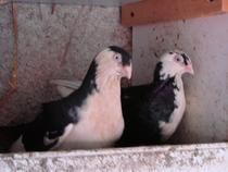 schimb diverse pe familii de albine si stupi - mircea oradea - SCHIMBURI DIVERSE