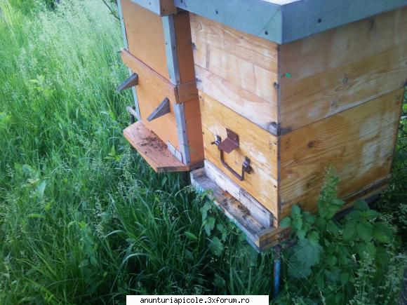 vand - vand 8 stupi completi cu familiile de albine si - VANZARI PRODUSE APICOLE