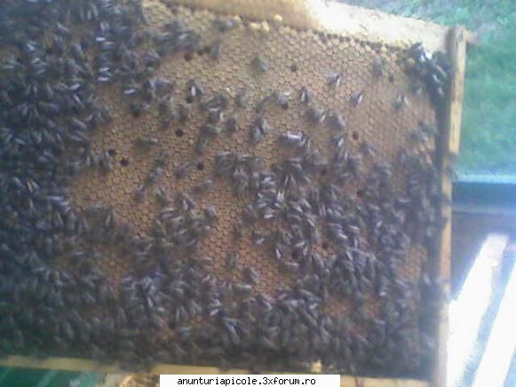 rame cu puiet :hi: vand 10 famili de albine in lazi noi