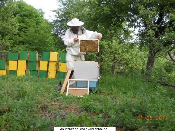 vand echipament apicol - salcamul a mers bine in moldova - VANZARI ECHIPAMENTE APICOLE