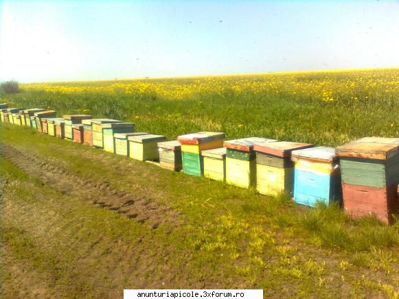 vand famili albine - luciancarasanu - VANZARI MATERIAL BIOLOGIC