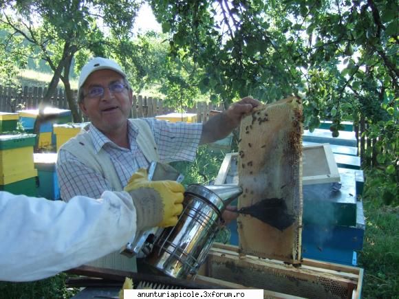 vand familii albine, zona bio - Miere multa,2008 ! - ATENTIE!!....TEPARI !!
