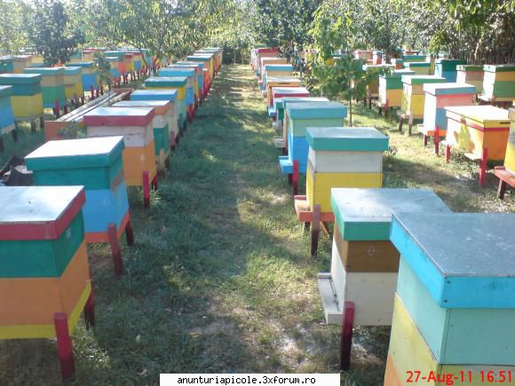vand familii de albine - IOANA CHIRAN - VANZARI MATERIAL BIOLOGIC