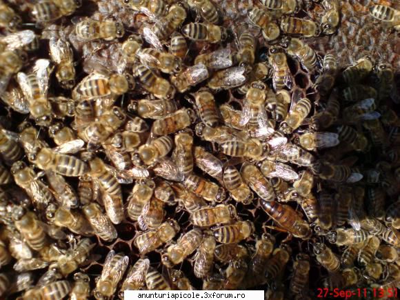 vand familii de albine - IOANA CHIRAN - VANZARI MATERIAL BIOLOGIC