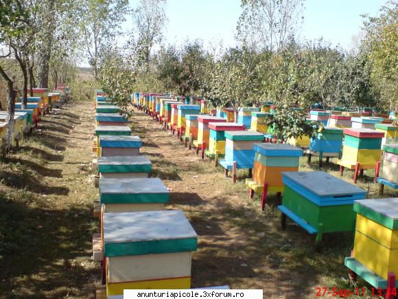 vand familii de albine - IOANA CHIRAN - VANZARI MATERIAL BIOLOGIC