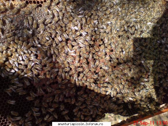 vand familii de albine - IOANA CHIRAN - VANZARI MATERIAL BIOLOGIC